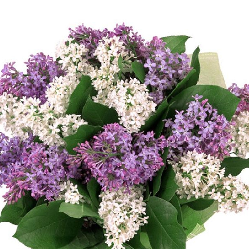 Сирень, Букет из 15 веток сирени, низкие цены, большой выбор цветов с ...